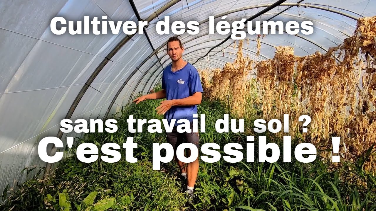 Comment cultiver des légumes dans une zone enherbée ou dans des engrais verts ? Permaculture  MSV