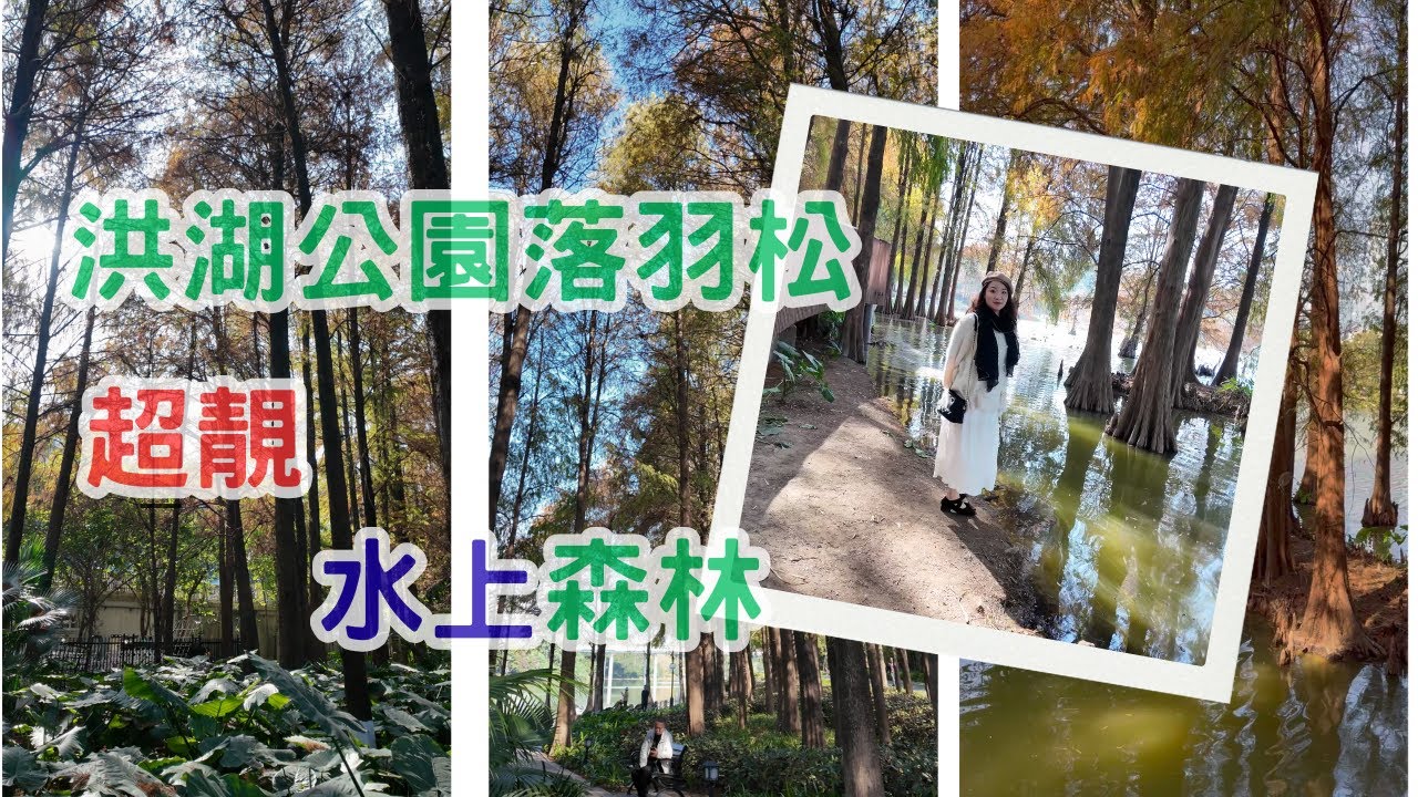 深圳洪湖公園📸落羽杉、落羽松 限定登場🍁｜夢幻「水上森林」打卡點｜地鐵可達！深圳冬日景點攻略 🚇 洪湖公園落羽松