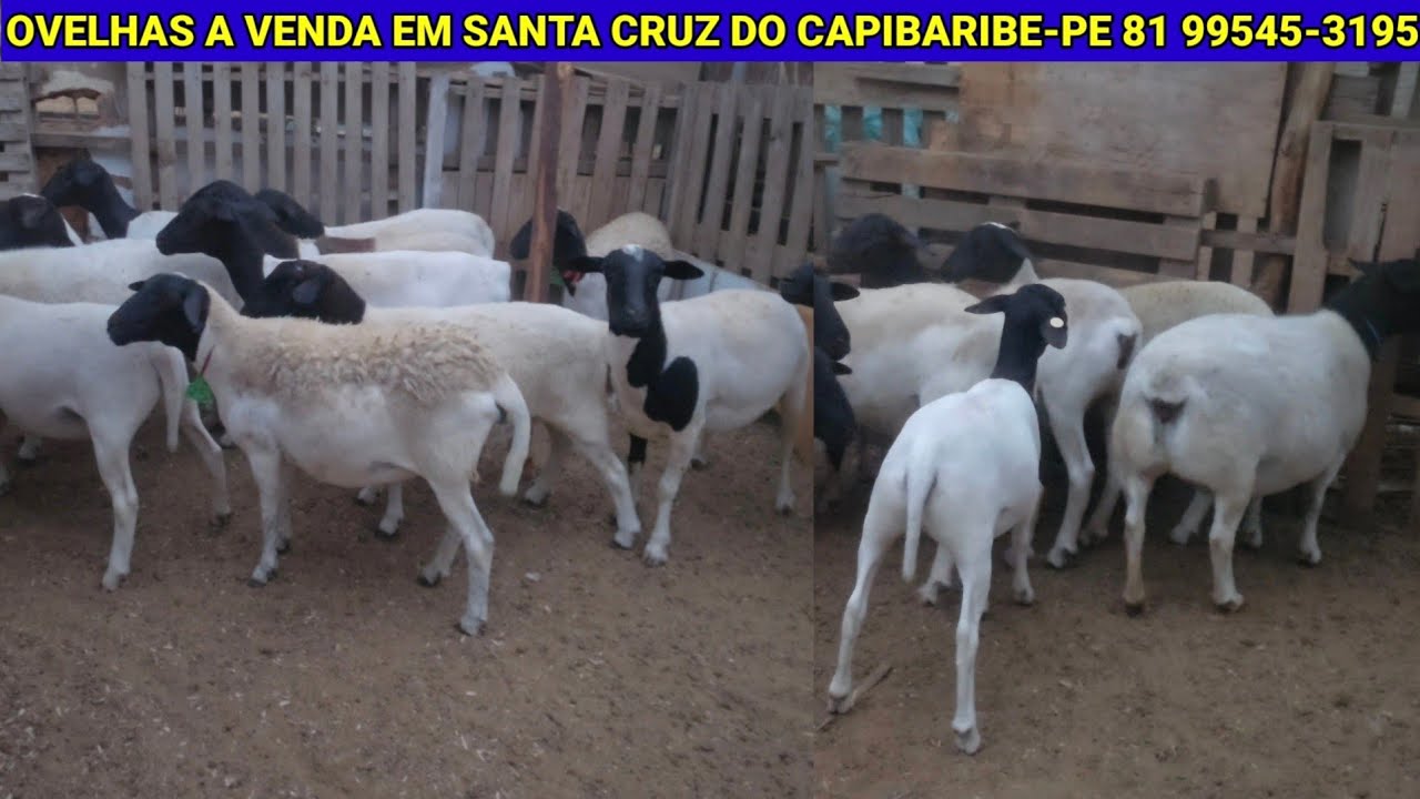LOTE DE OVELHAS A VENDA CONTATO 81 9545-3195