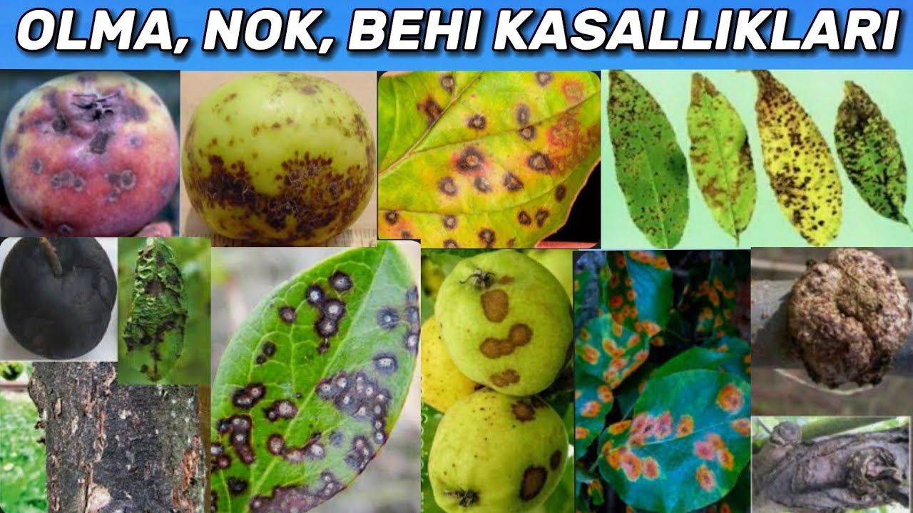 OLMA, NOK, BEHI DARAXTLARINI KASALLIKLARI. 164-son
