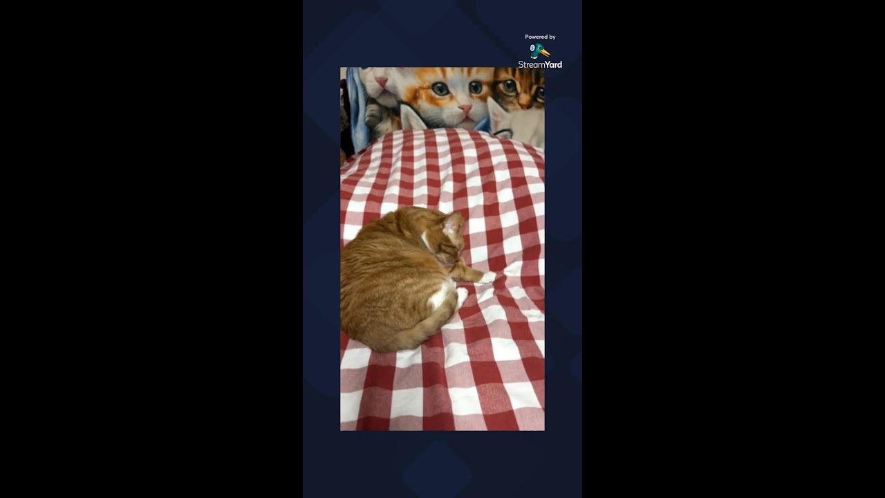 Nap time with Diva