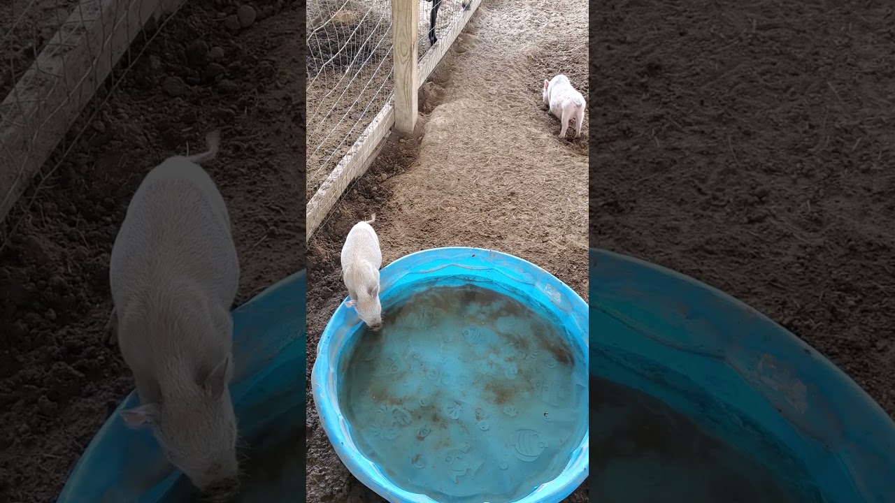 Visit Farm Animals at Zoo