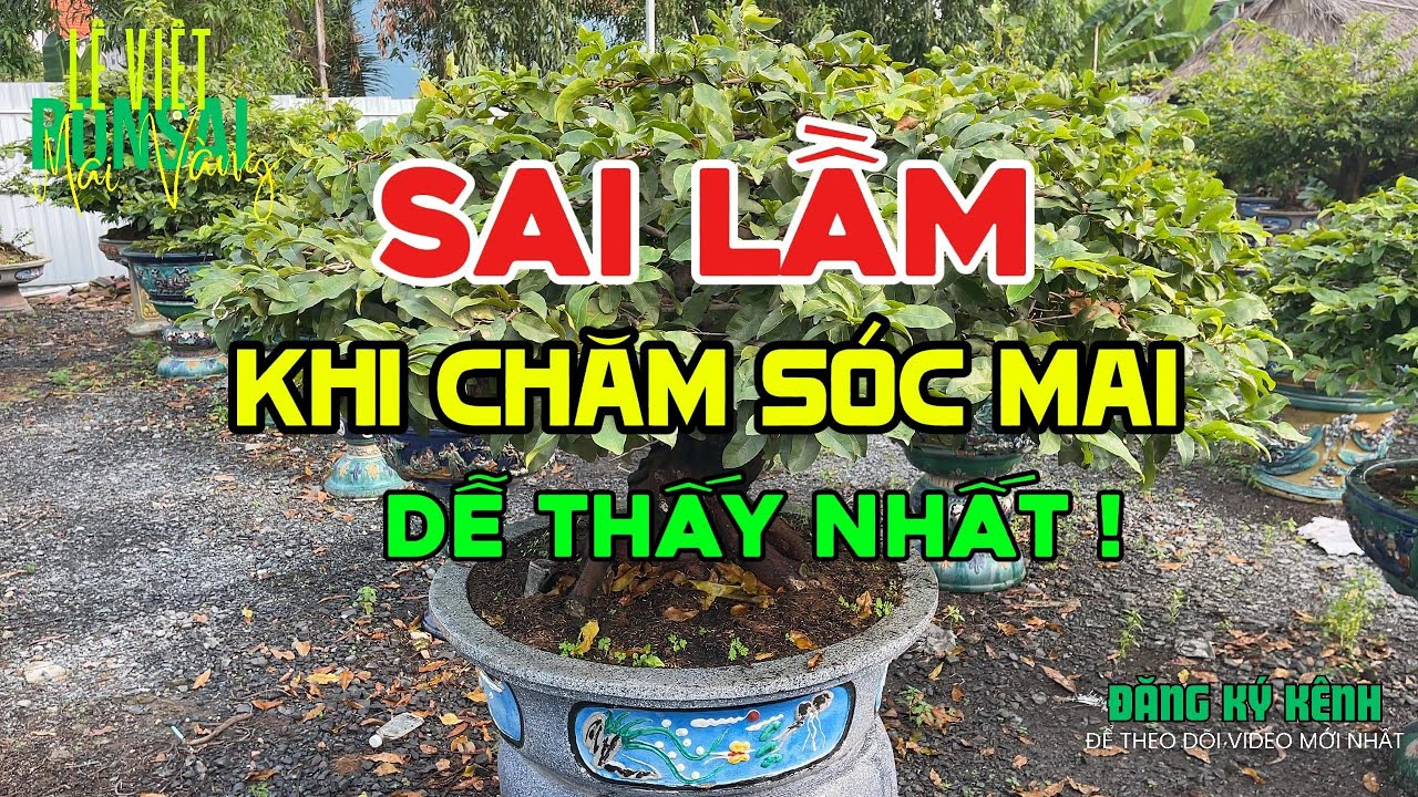 03 Sai Lầm khi chăm sóc Mai vàng dễ thấy nhất: Bón phân quá liều, Vọc vạch, Chưa có kinh nghiệm...