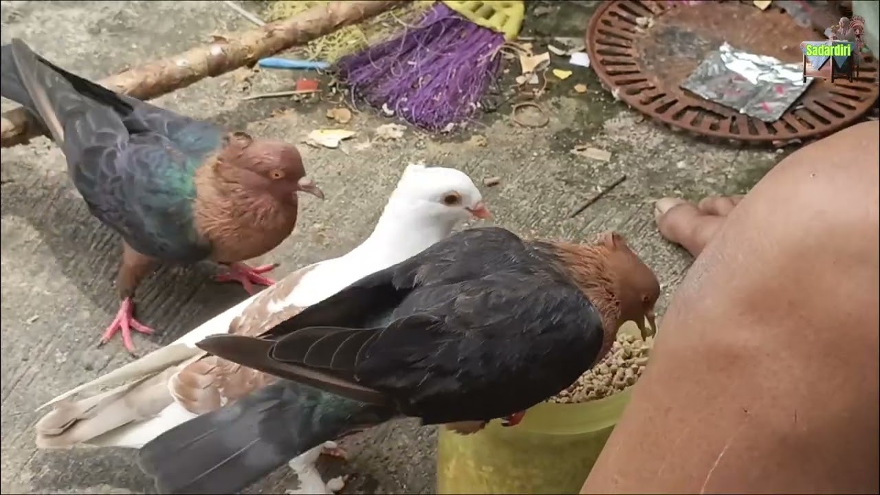 Nutrisi Paling Ampuh Dan Terbaik Bagi Burung Merpati Yang Jinak Bonding supaya gemuk