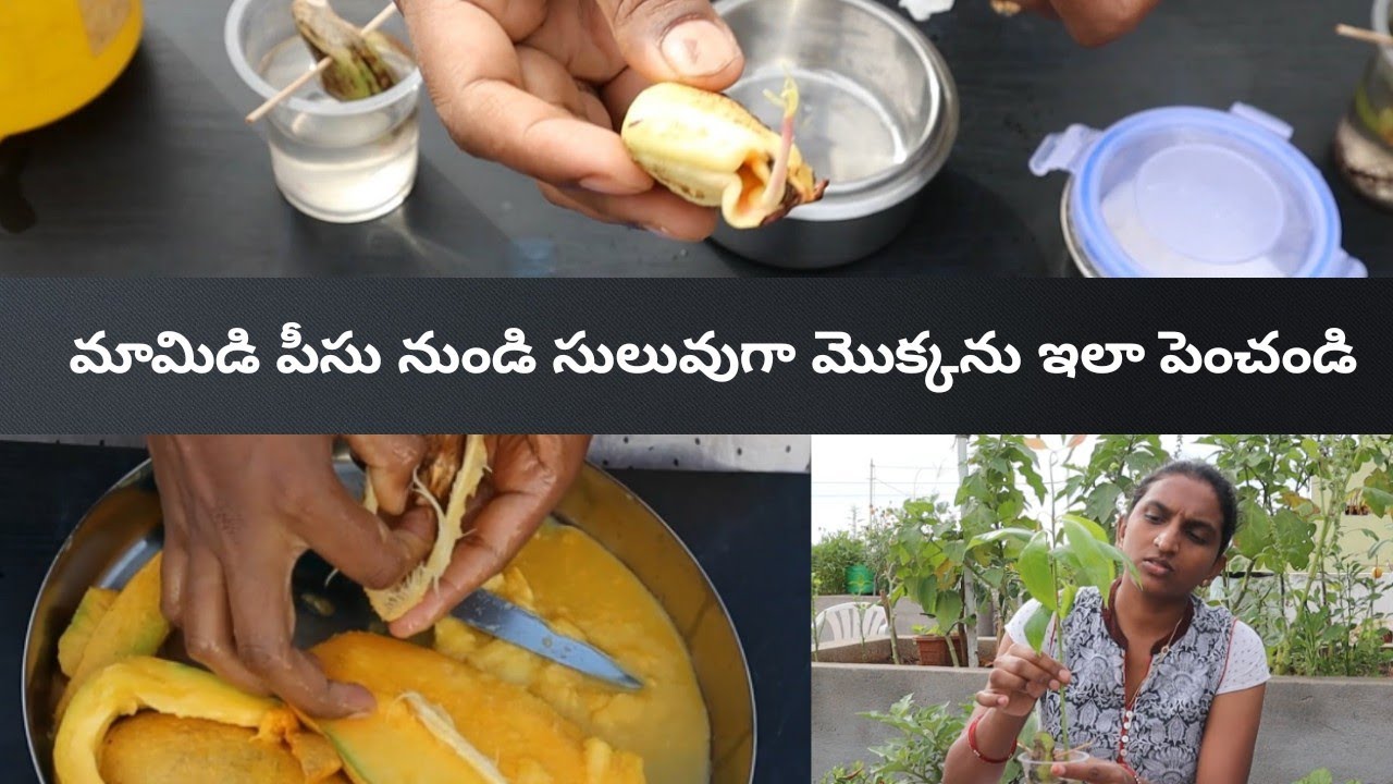 మామిడి పీసు నుండి మొక్కను పెంచే విధానం | How To Grow Mango Plant From Seed