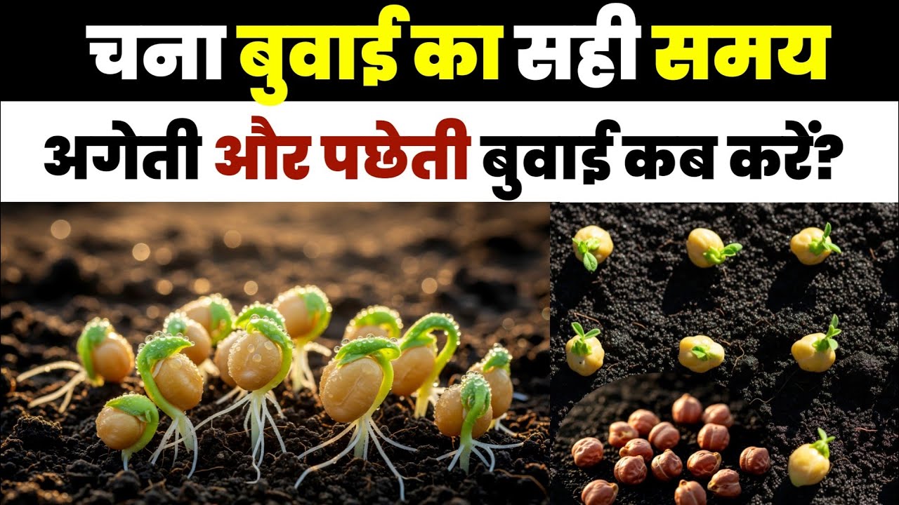 चने की बुवाई कब करें ? चना बुवाई का सही समय और वैज्ञानिक तरीका | Ageti vs Pacheti | Bumper Paidawar