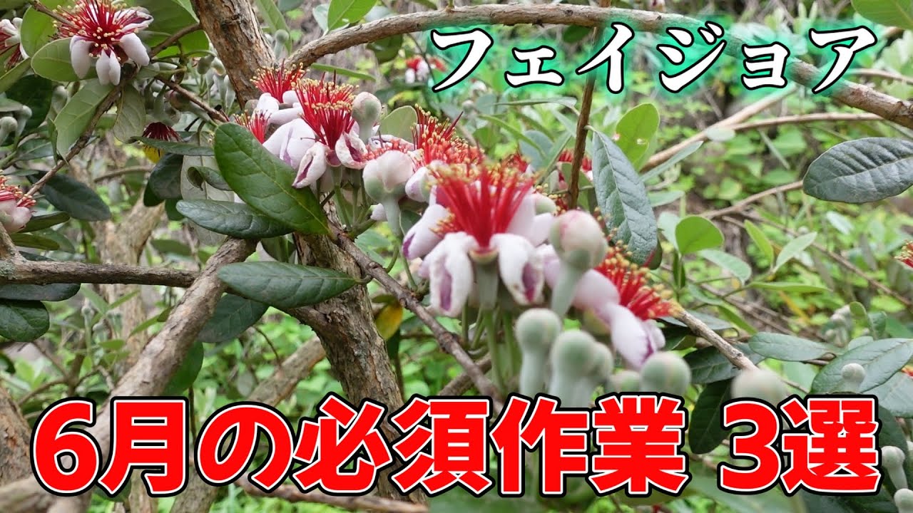 【超重要】フェイジョア栽培、6月の必須作業 3選。2025/06/13【feijoa】