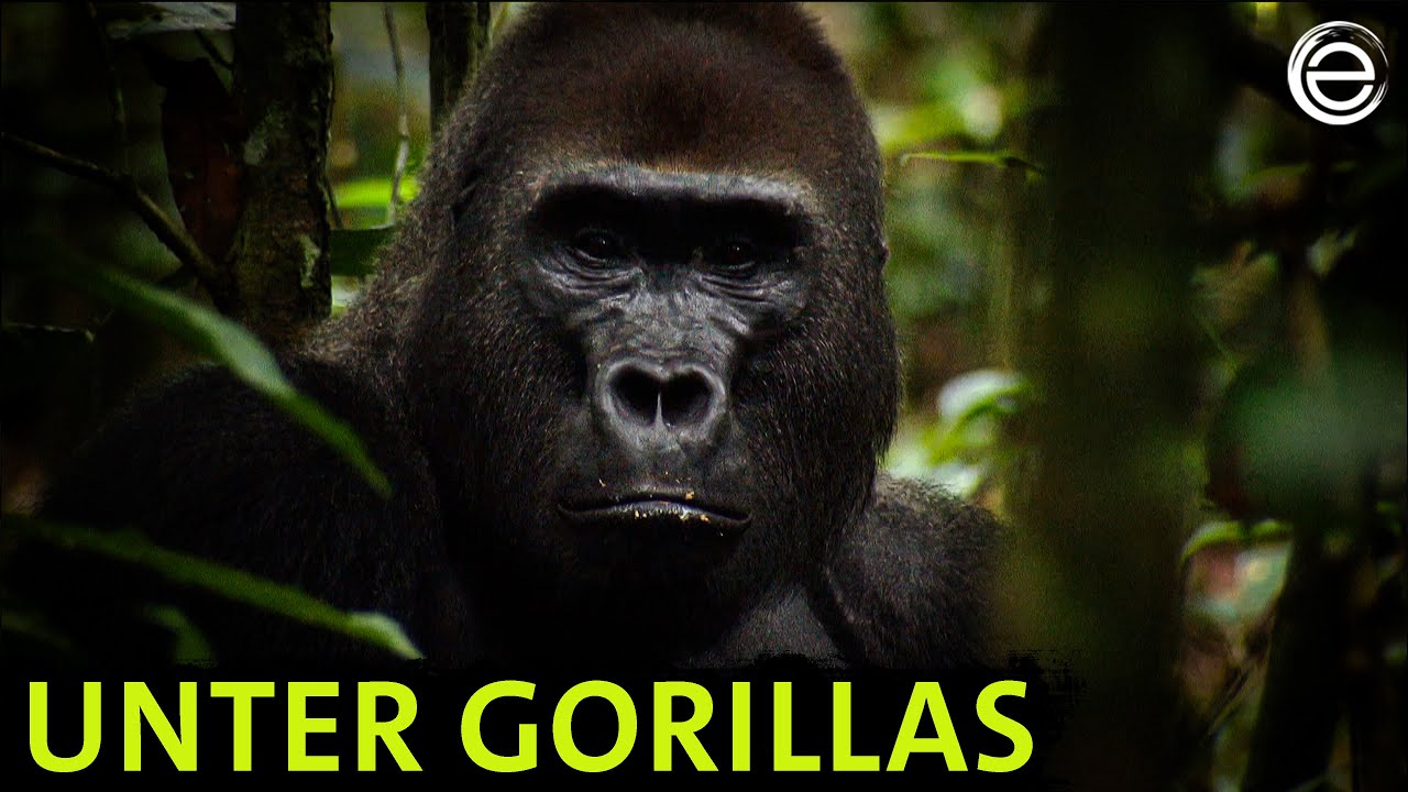 Abenteuer Urwald – Unter Gorillas | Erlebnis Erde