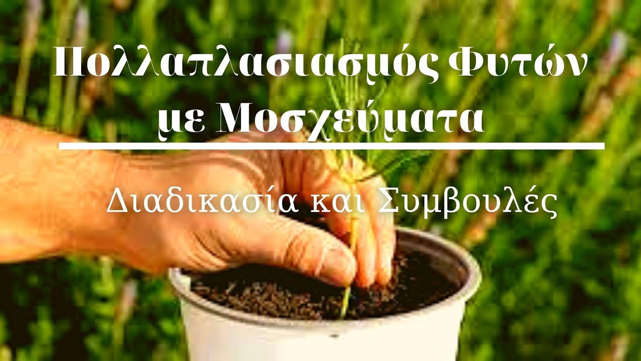 🌱Πολλαπλασιασμός φυτών με Μοσχεύματα - Διαδικασία και Συμβουλές | The Gardener