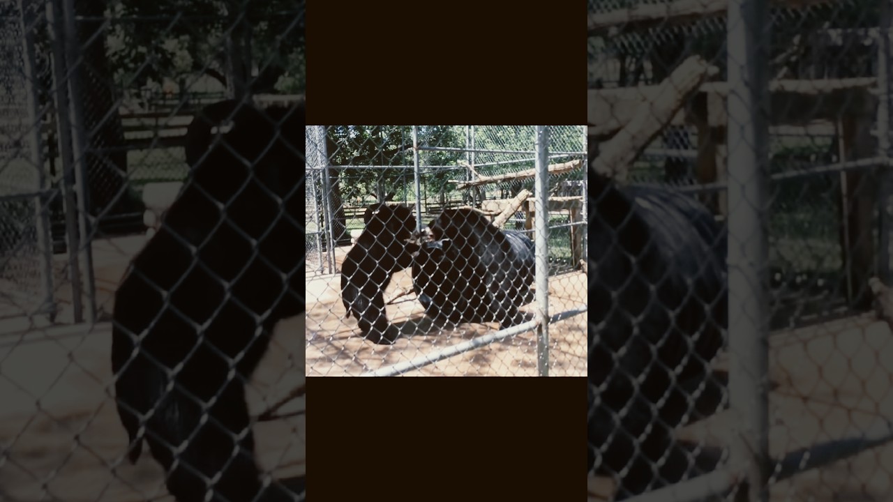 Angry Black Bears Fighting!