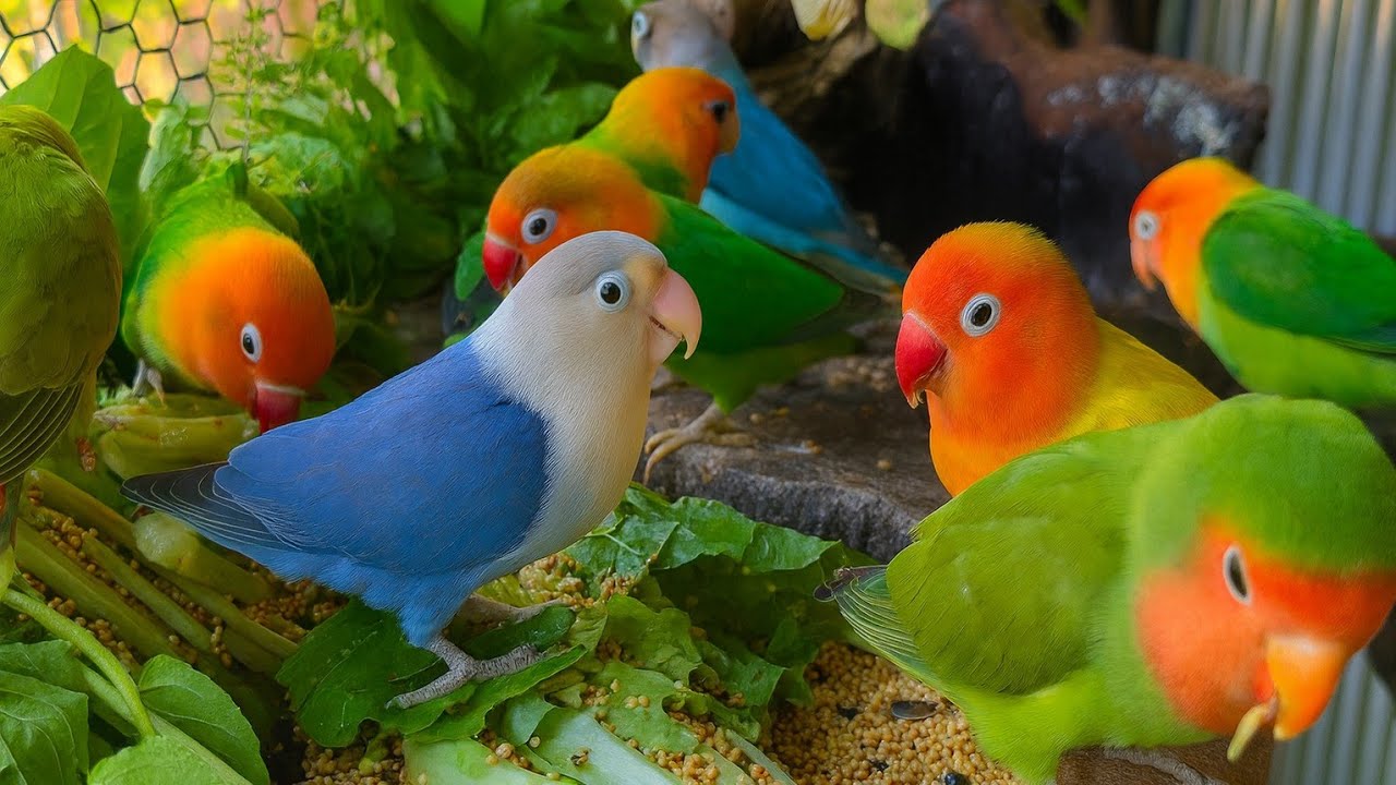 Colorful Lovebirds Eating Together | Cute Parrots Feeding Time #birds #lovebirds #nature
