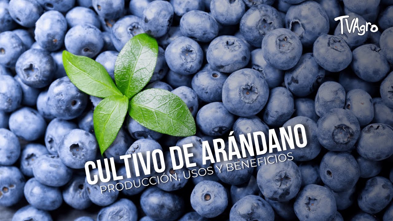 Cultivo de arándano: producción, usos y beneficios - TvAgro por Juan Gonzalo Angel