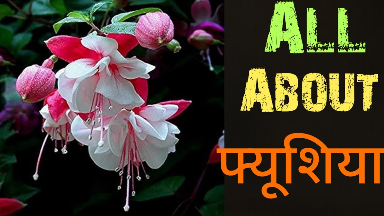 How to Care Fuchsia plant / Dancing Doll/ Jhumka plant