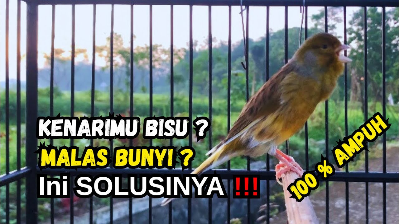 Kenari gacor NGEROL PANJANG cocok untuk PANCINGAN KENARI PAUD bikin BURUNG KENARI GACOR PANJANG