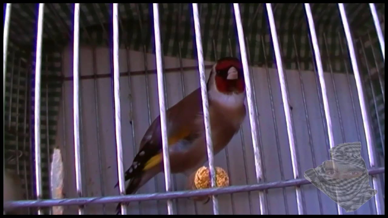 jilguero chardonneret Mouzaia Algeria  20 mois. 2013 لغة  حسون  جزائرية  موزاية