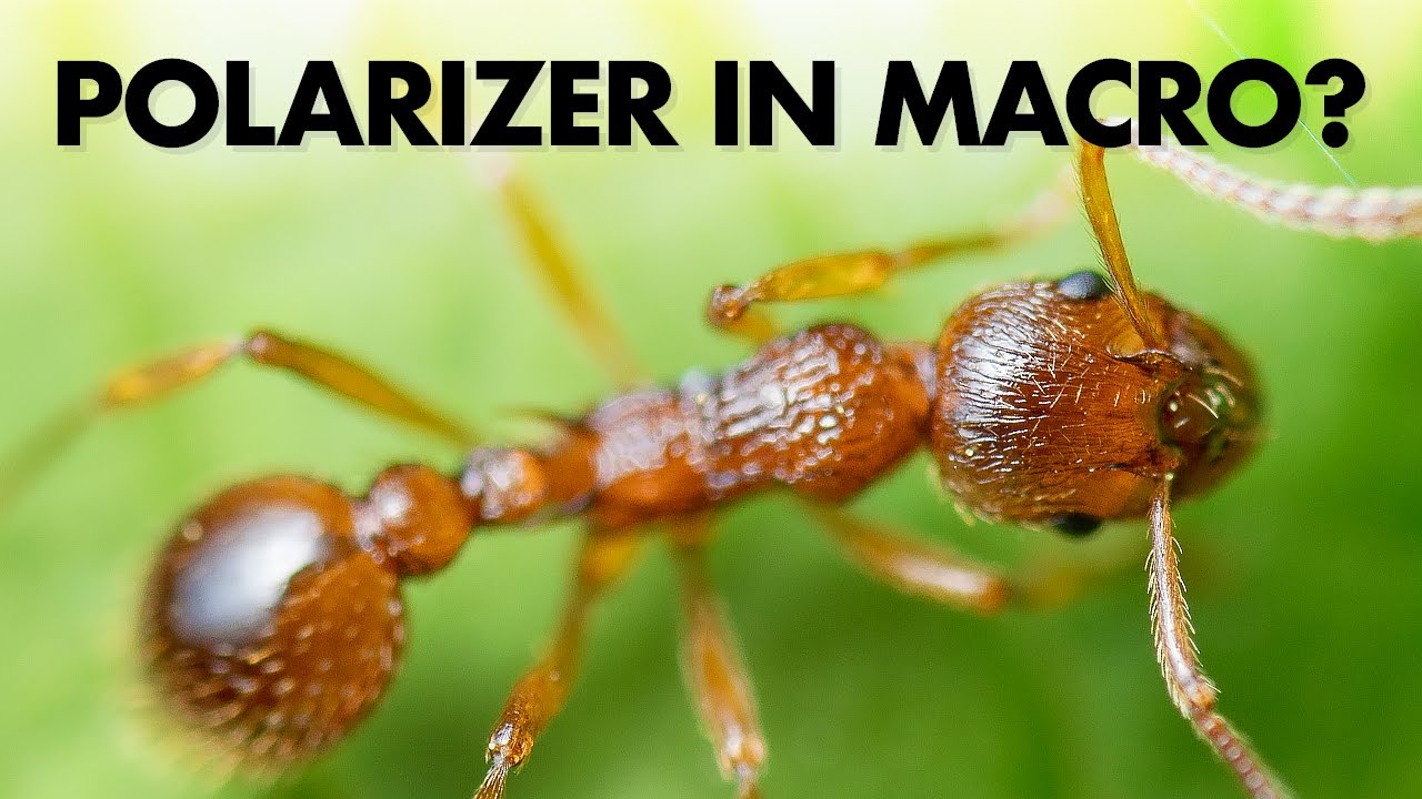 Polarizing Filter for Macro Photography – A Good Idea?