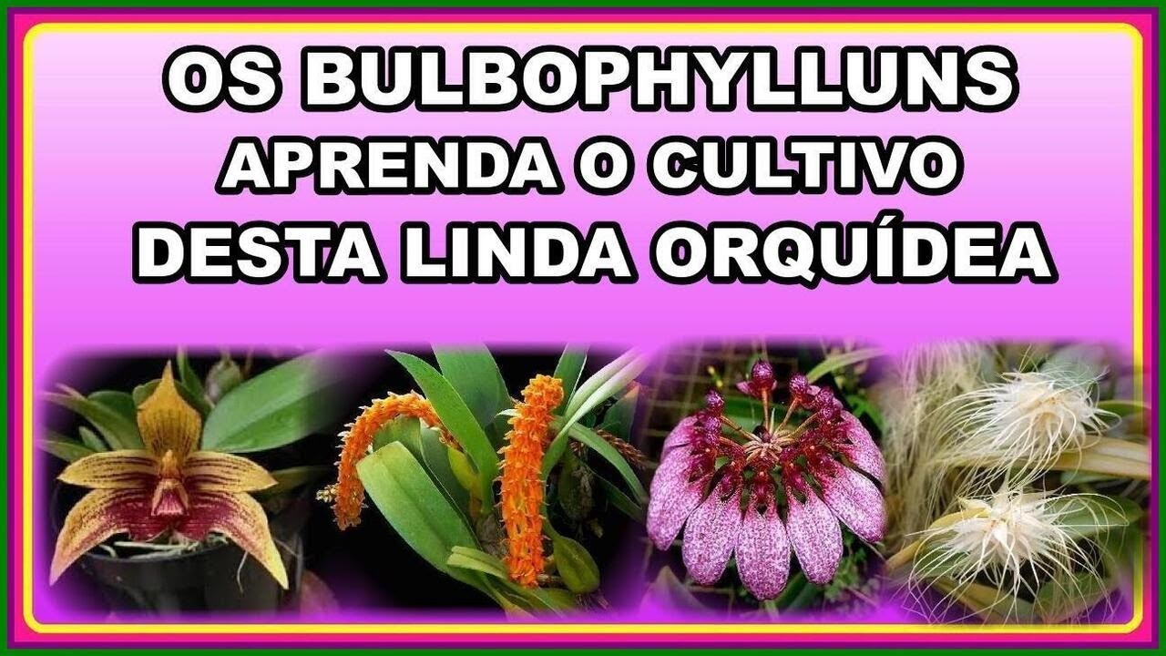 OS BULBOPHYLLUNS APRENDA COMO CULTIVA LOS CORRETAMENTE