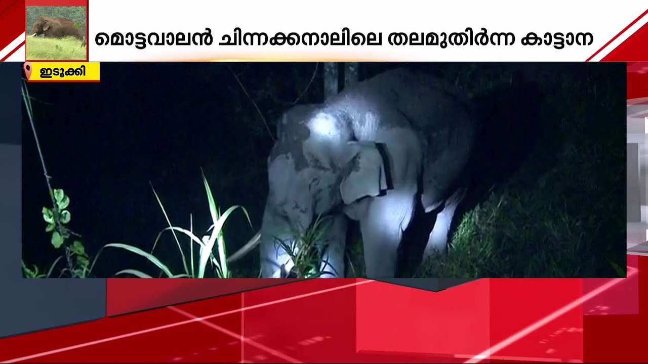 ജനവാസ മേഖലയിൽ ഭീതി വിതച്ച് 'മൊട്ട വാലൻ' | Chinnakanal | Mottavalan | Idukki Elephants | Man Vs Wild