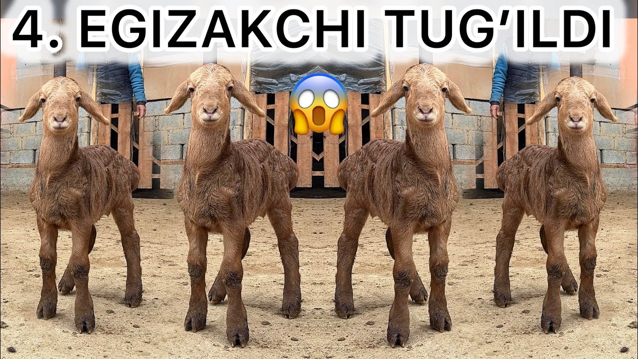 	MO‘JIZA YUZ BERDI 😱 4 EGIZAK QO‘ZI TUG‘ILDI