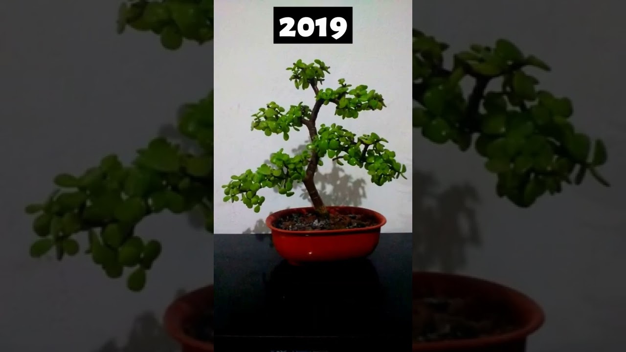 Portulacaria Afra bonsai evolucion