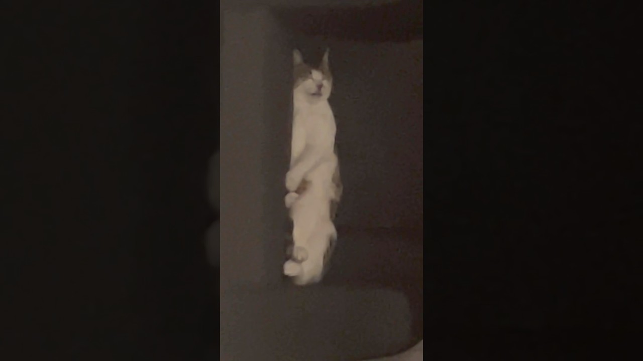 jealous cat asleep 