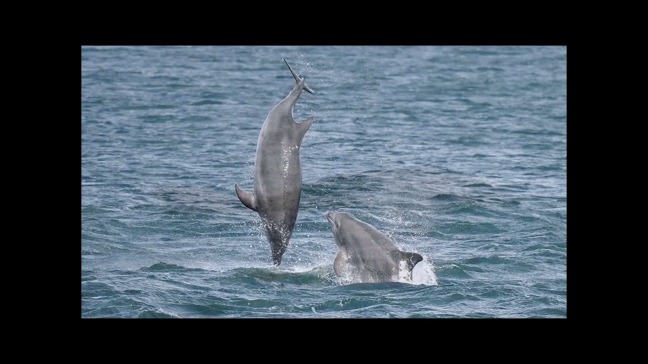 Adopt a dolphin update June 2021 | Whale and Dolphin Conservation
