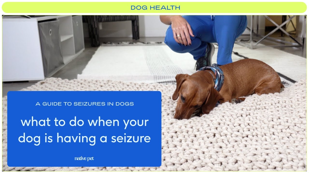 A Guide to Seizures in Dogs: From Dog Seizure Causes to What to Do When Your Dog Is Having a Seizure