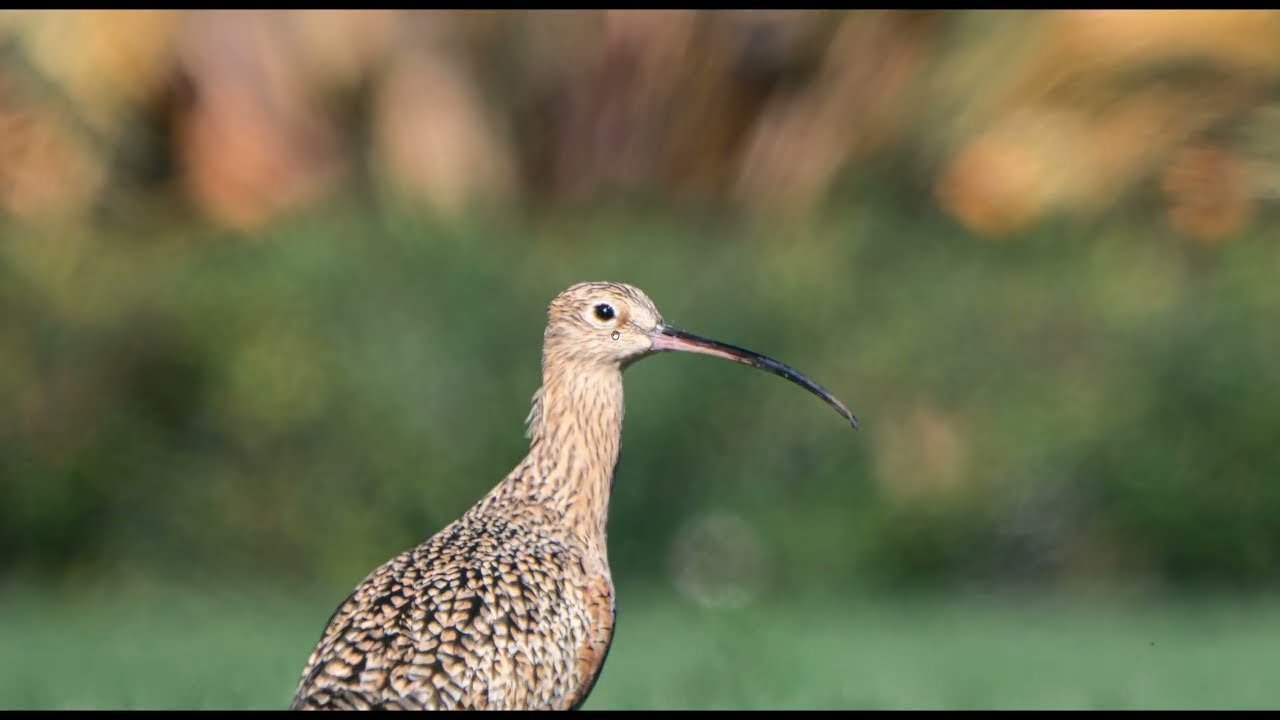How I edit my wildlife photos in Lightroom ( includes 2 FREE Presets)
