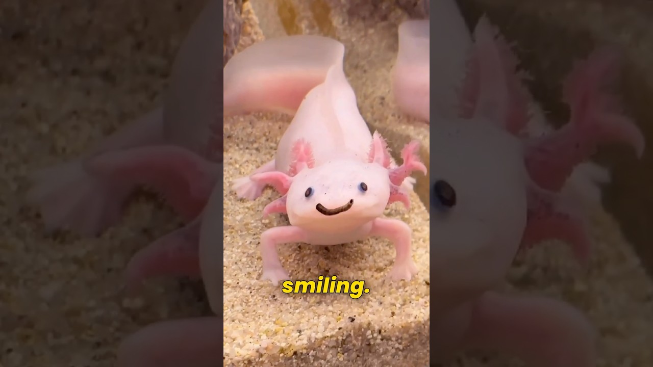 5 Funny Axolotl Facts You Won&rsquo;t Believe #axolotl #cuteanimals  #funny #facts