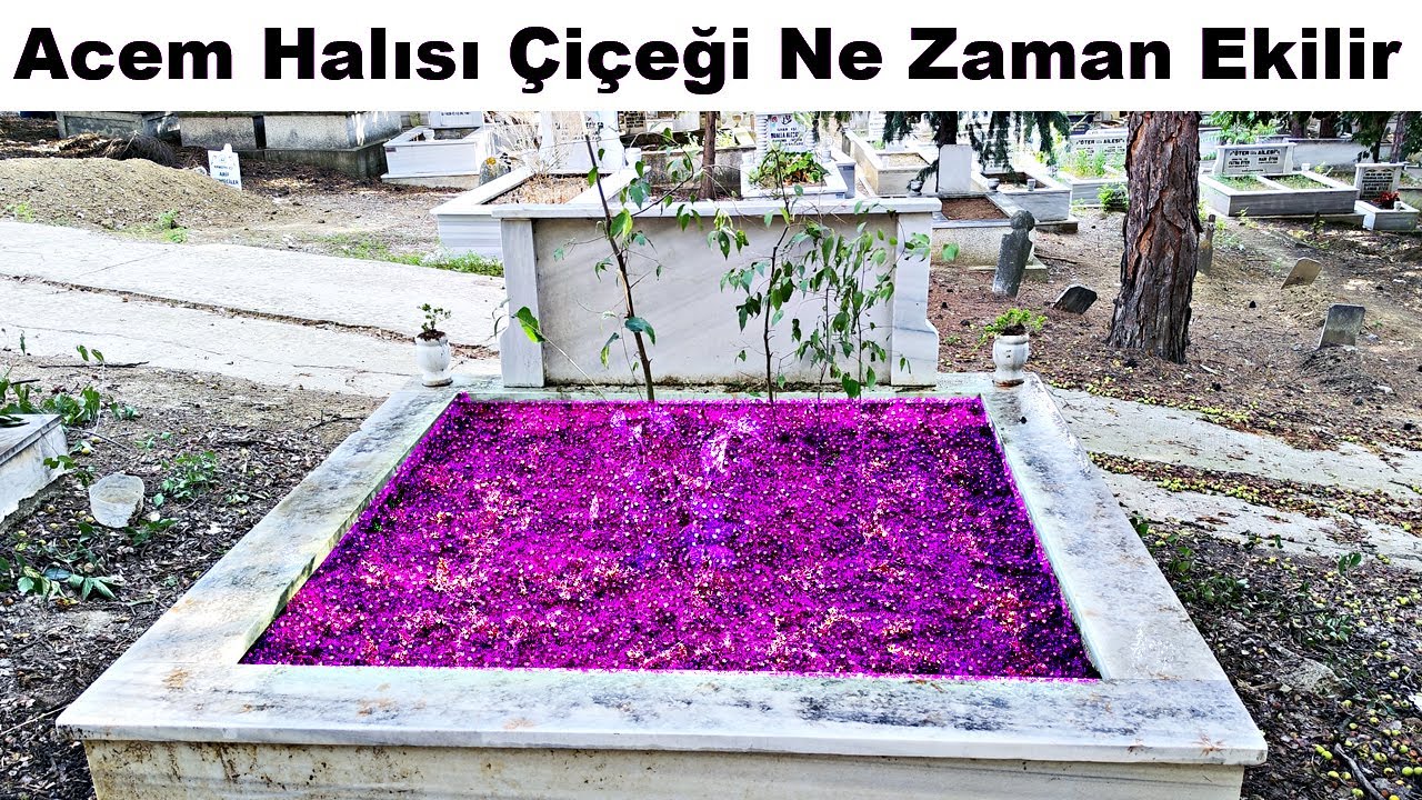 Mezarlığa Dikilen Çiçekler - Acem Halısı Çiçeği Ne Zaman Ekilir - Mezarlık Çiçekleri Hangileridir