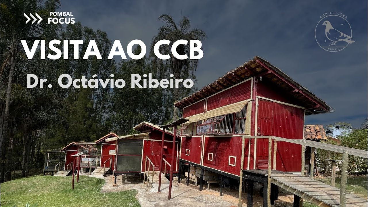 Dr. Octávio Ribeiro - Prévia Entrevista 2 - Atendendo a pedidos...!!!