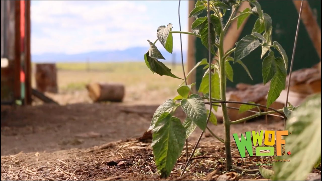 Wwoof Is All You Need