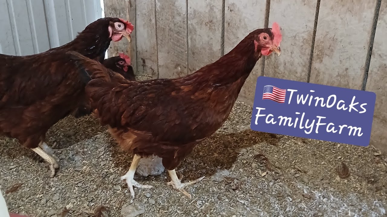 Laying Hens: What Breed & How Much Feed? (A Twin Oaks Family Farm 