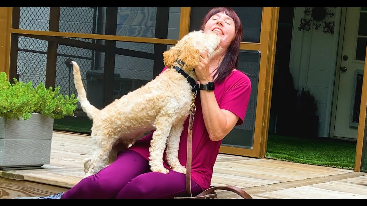 Dog Training, Enzo, Lagotto Romagnolo, Day 1: Evaluation Walk | Jumping | Follow | Blairsville, GA