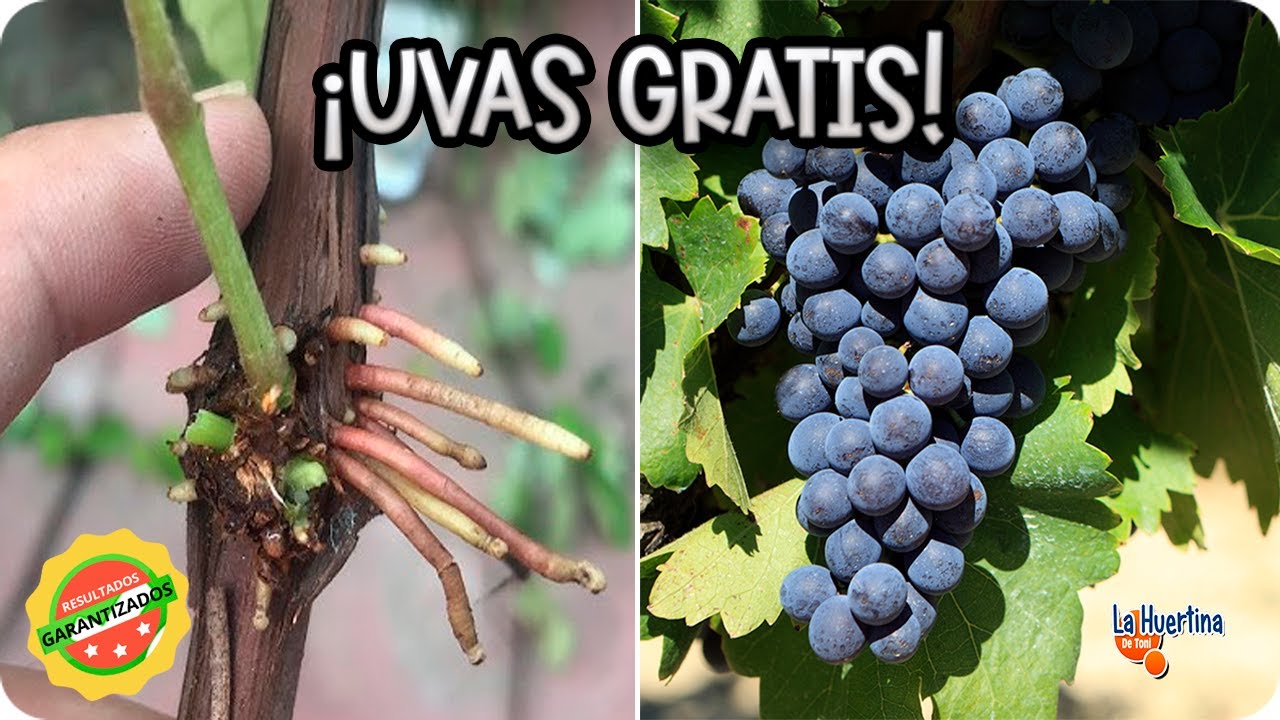 Como Reproducir PARRA o VID En Agua! Miles de parras gratis. Esqueje de parra para plantar