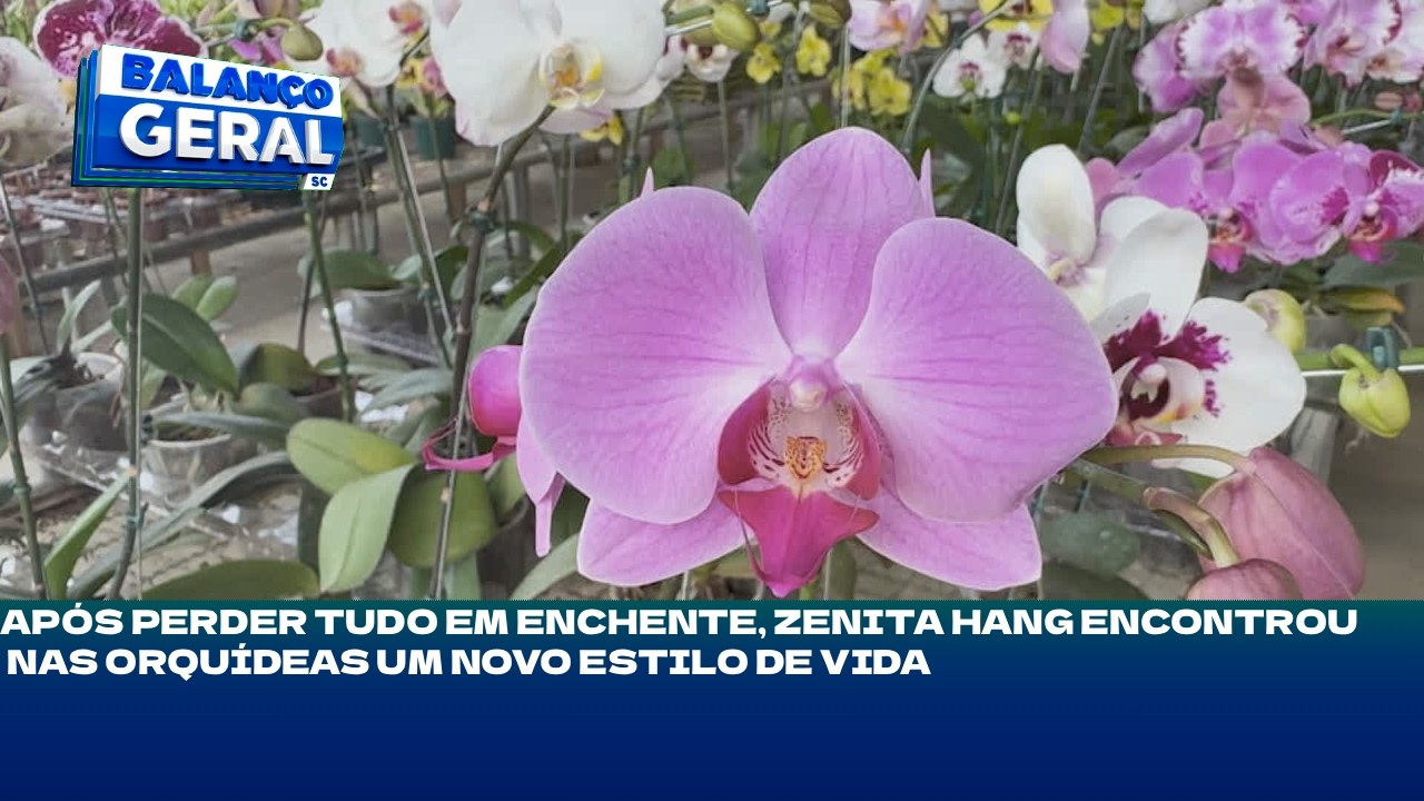 Alto Vale: após perder tudo em enchente, Zenita Hang encontrou nas orquídeas um novo estilo de vida