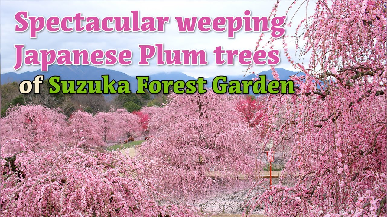 Spectacular weeping Japanese Plum trees of Suzuka Forest Garden (Official Video)
