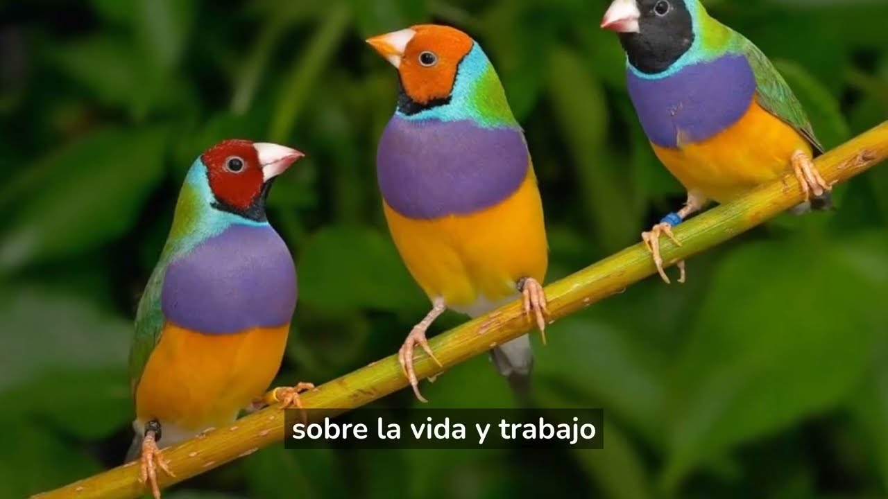 John Gould, un amantes de las aves. El Ornit&oacute;logo que puso su apellido algunas aves.