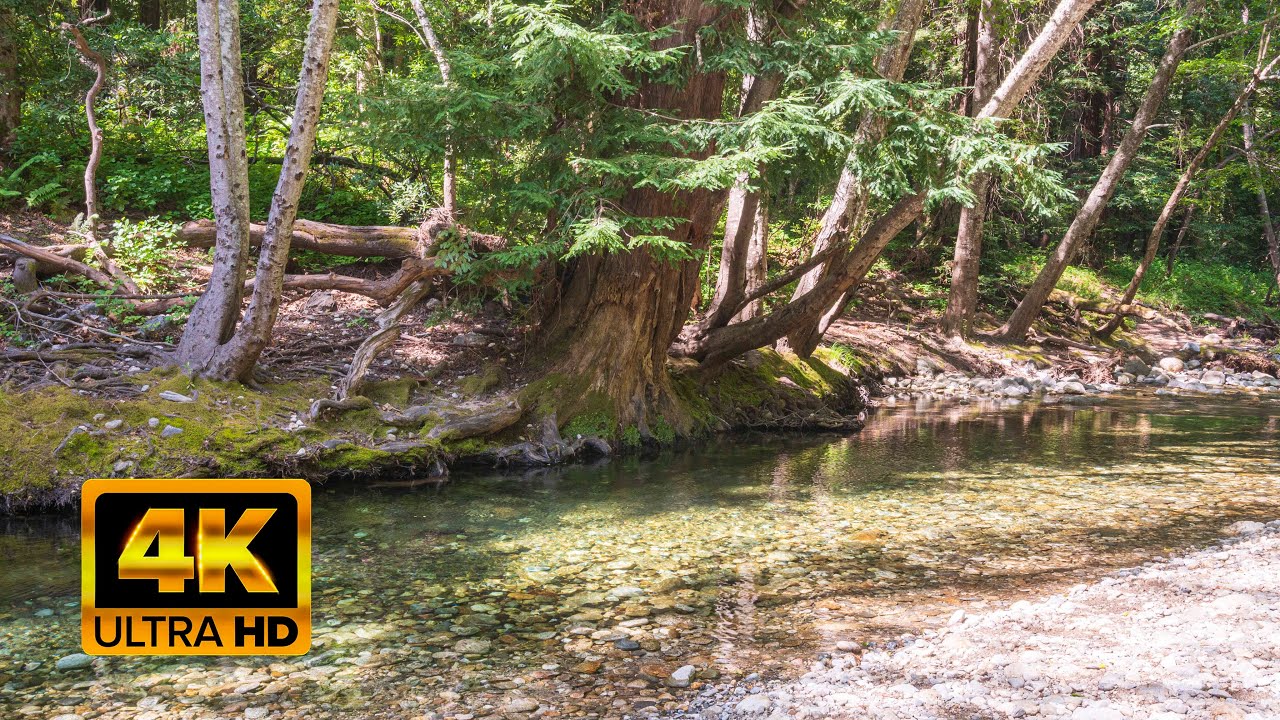 Nature Sounds for Relaxing-Natural Soothing Sound of a Forest stream & Bird Sounds. UHD 1HR