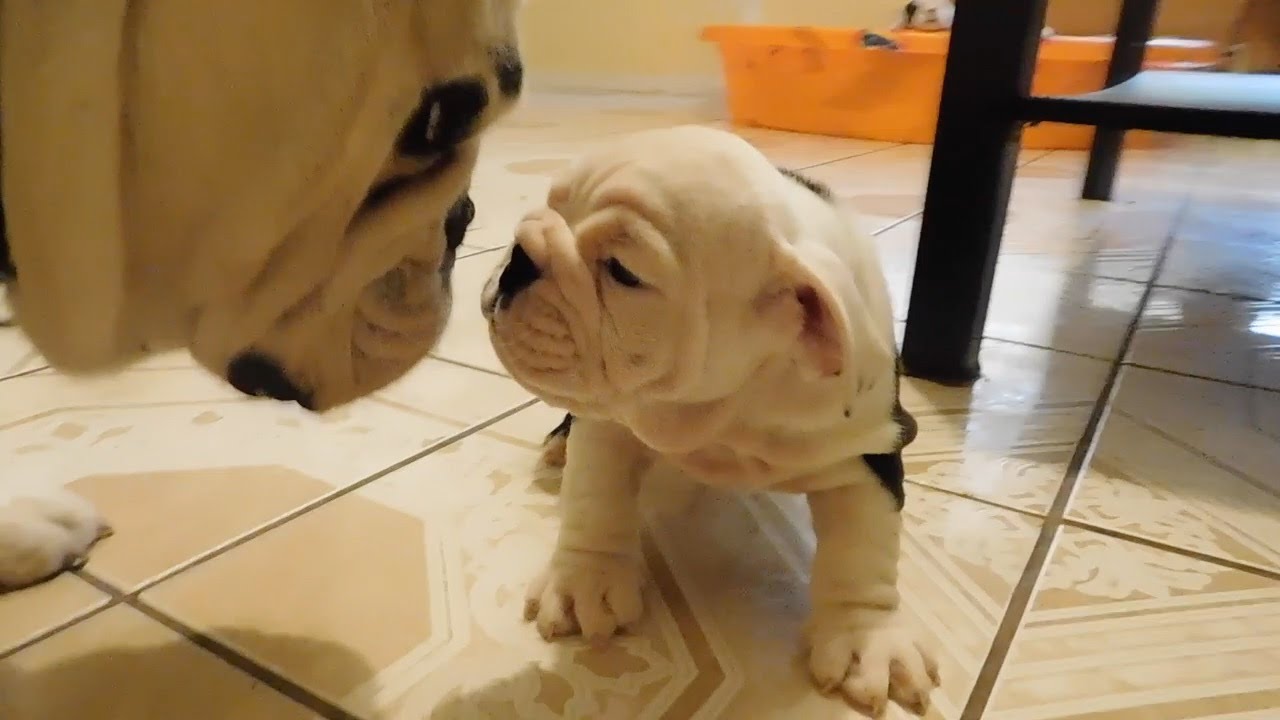 Englishbulldog puppy meets father first time & steals my camera - cute video