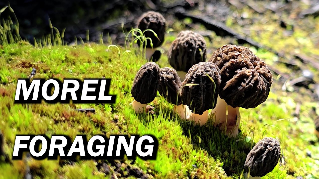 Searching for Morel Mushrooms in the Kootenay Mountains!