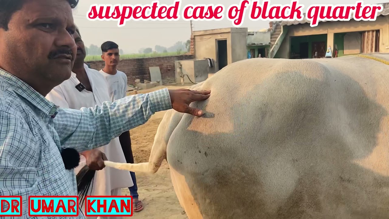Symptoms of black quarter l treatment of B.Q. l treatment of anorexia l treatment of lameness l dr u