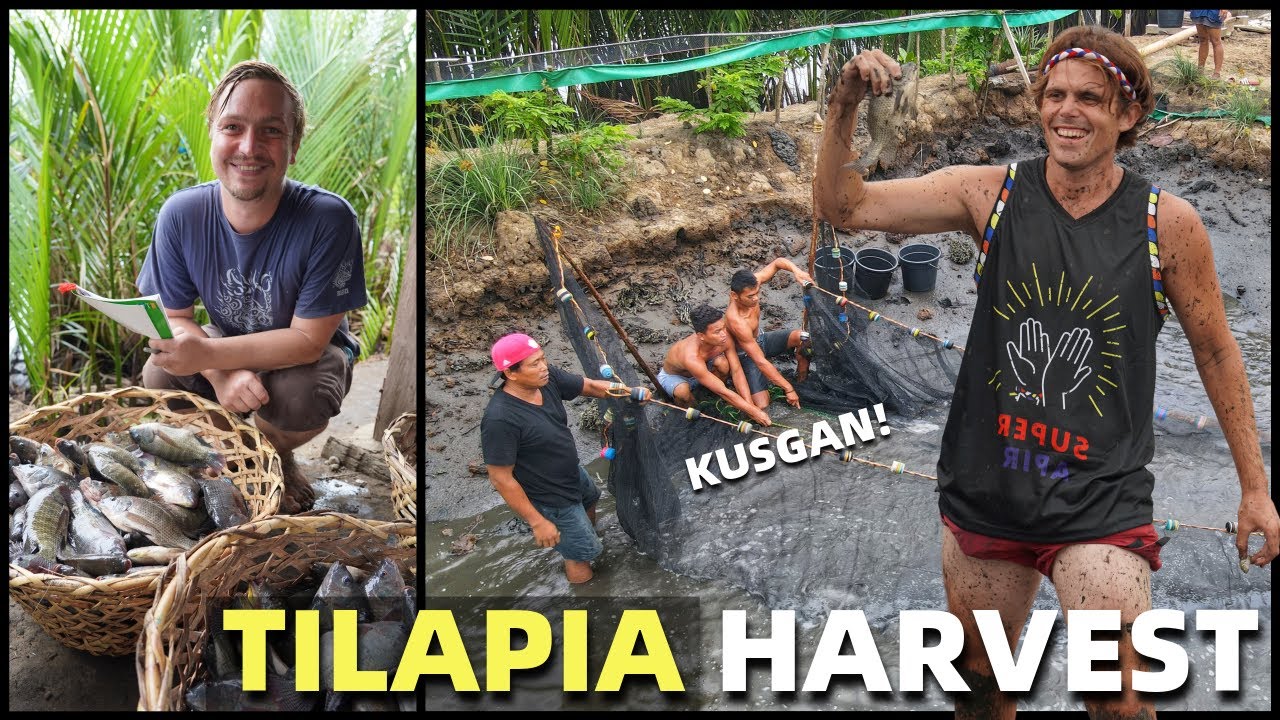 LOCAL FILIPINO TILAPIA HARVEST - Philippines Fish Pond Business (Davao, Mindanao)