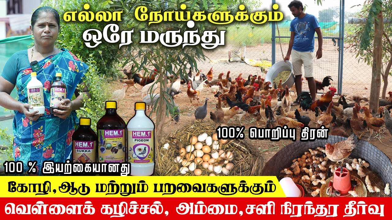 வெள்ளைக்கழிச்சல் , அம்மை , சளி  நோய்களுக்கும் ஒரே  மருந்து  | HEM1 | 100% Organic .#farmingbusiness