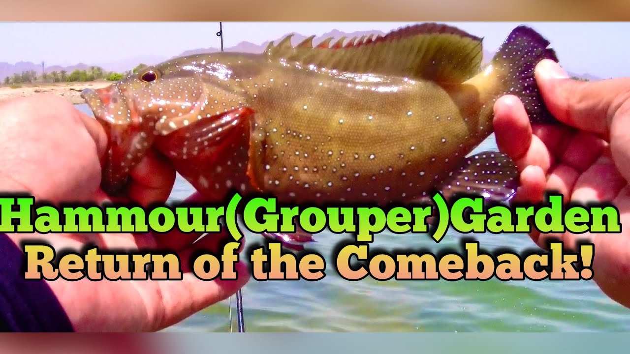Rockfishing | Fujairah fishing | Shore Casting | Hammour/Grouper fishing | Catch and release