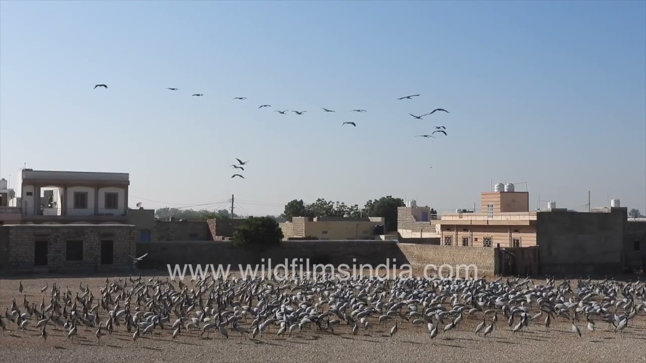 Demoiselle cranes gather and call at Pakshi Chugga Ghar in Khichan