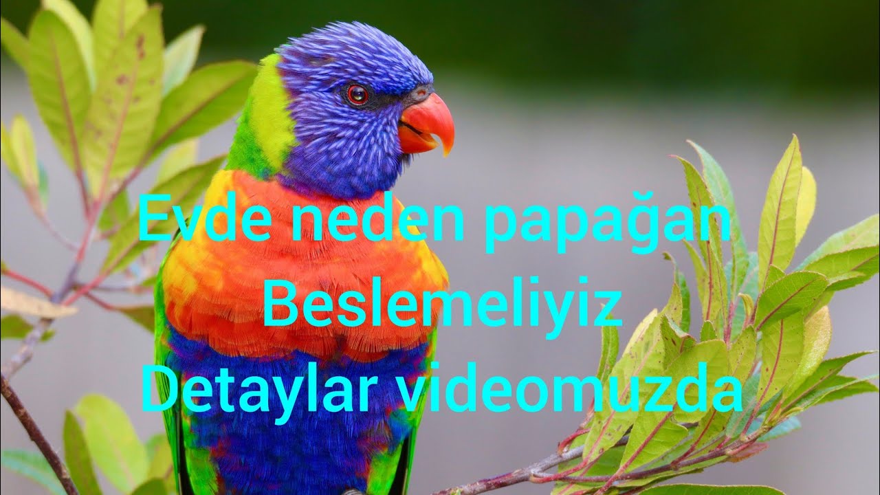 Papağan Beslemenin 7 Şaşırtıcı Faydası!!!  Evde Egzotik Bir Dost"???