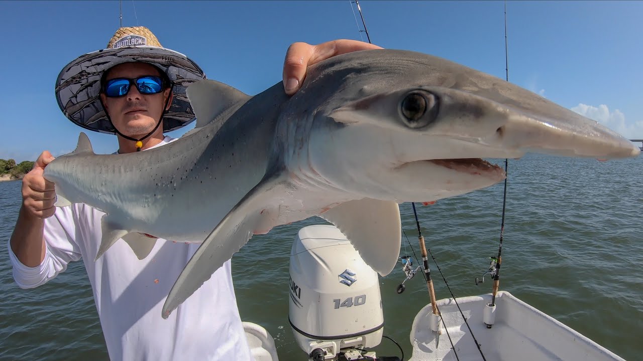 World RECORD Bonnethead Shark! Catch Clean Cook (Sebastian Inlet, Florida)