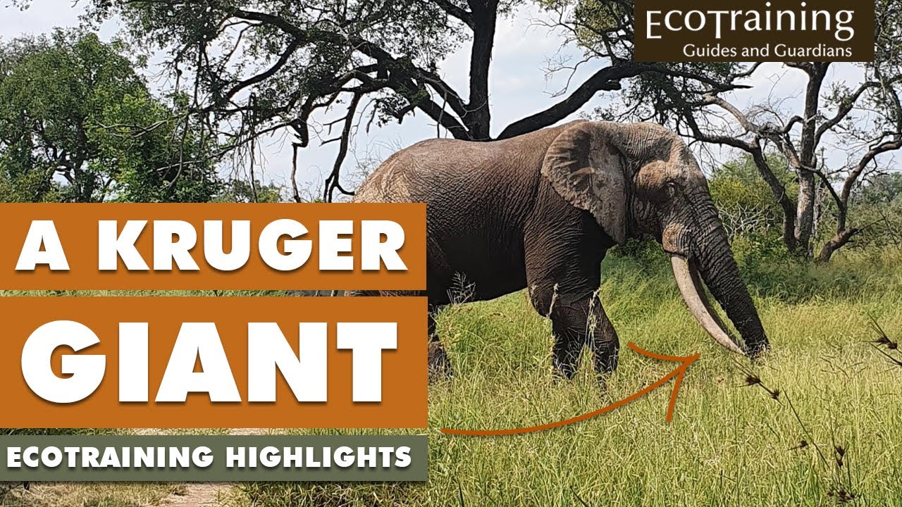 EcoTraining Wildlife Highlights: Ezulwini | February 2021