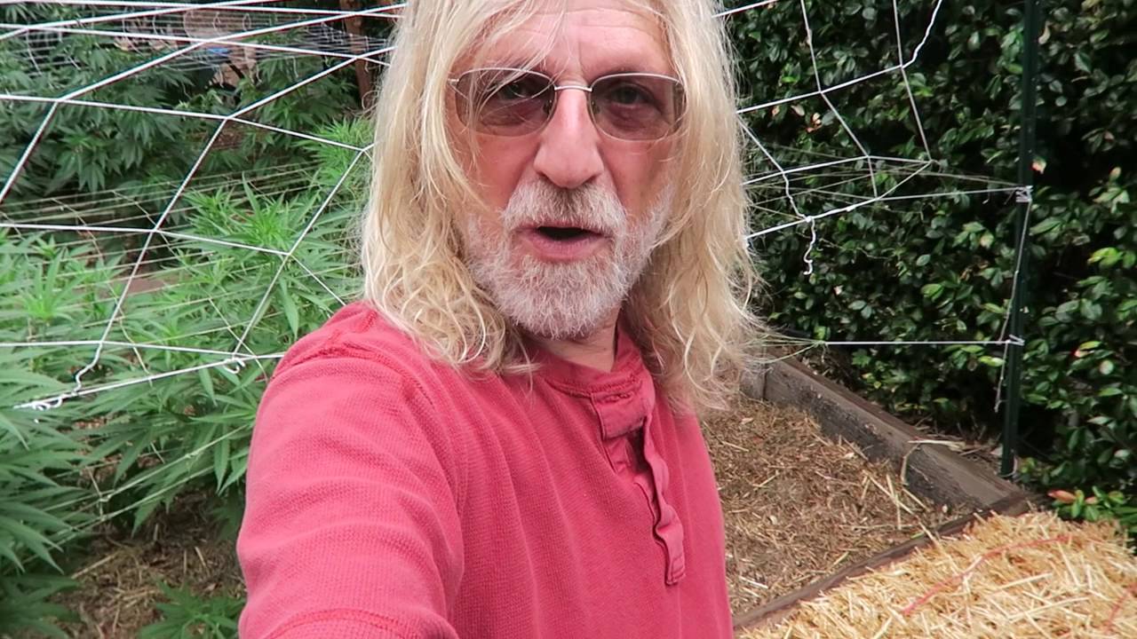 Cannabis Cultivation: Bending Marijuana & Compost Tea (AACT)